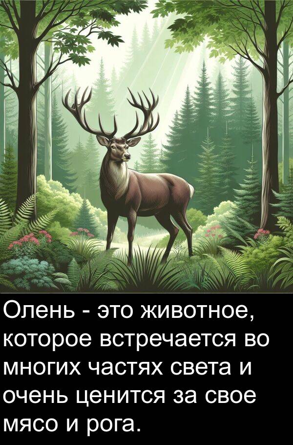 частях: Олень - это животное, которое встречается во многих частях света и очень ценится за свое мясо и рога.