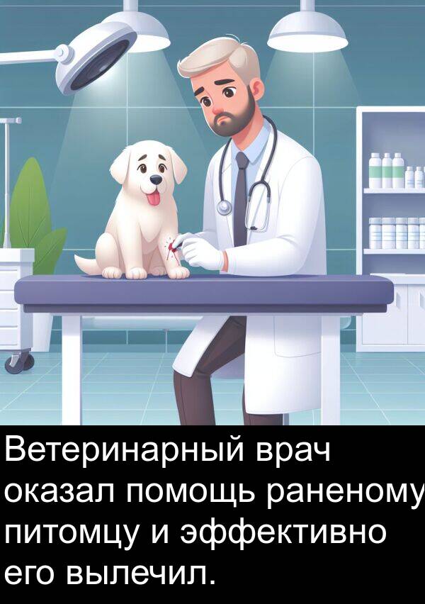 врач: Ветеринарный врач оказал помощь раненому питомцу и эффективно его вылечил.