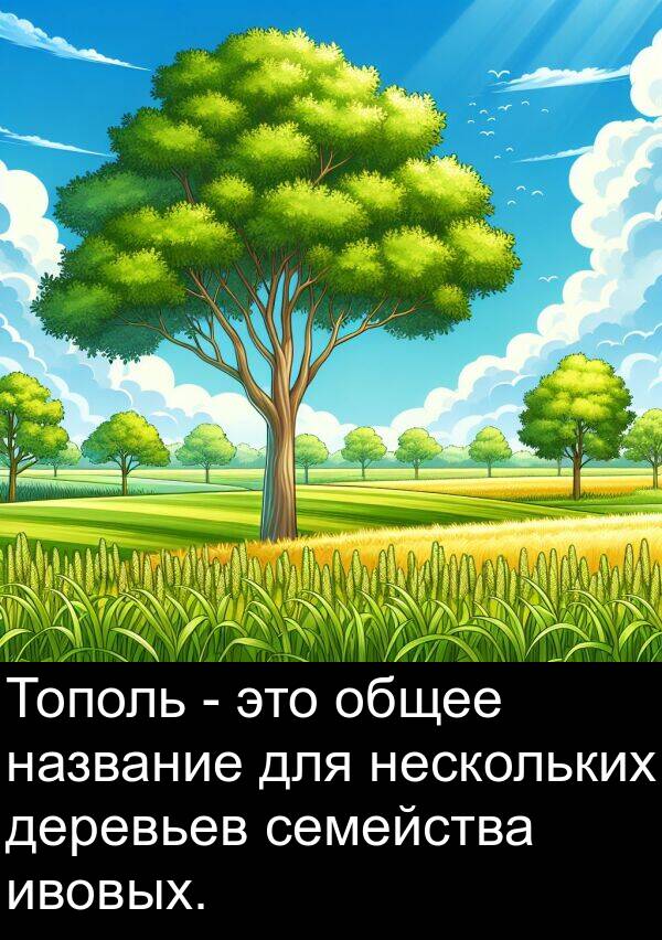 нескольких: Тополь - это общее название для нескольких деревьев семейства ивовых.