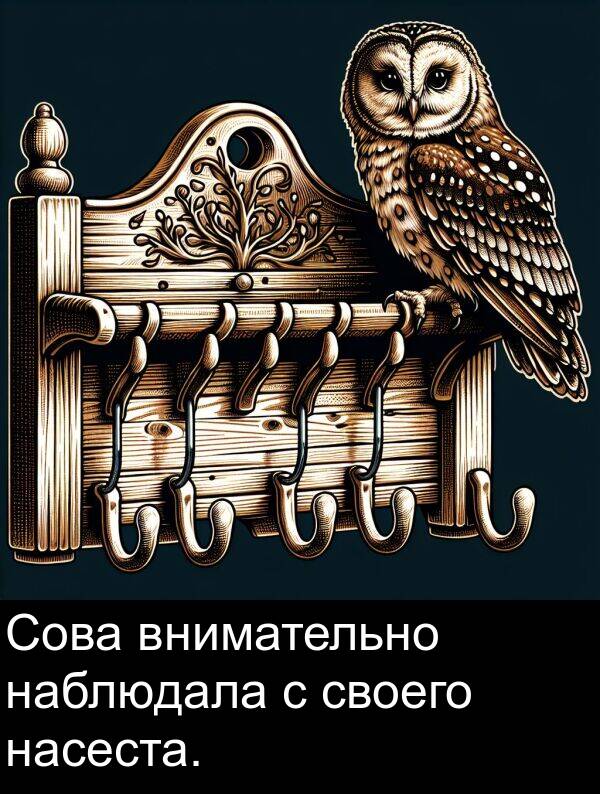 наблюдала: Сова внимательно наблюдала с своего насеста.