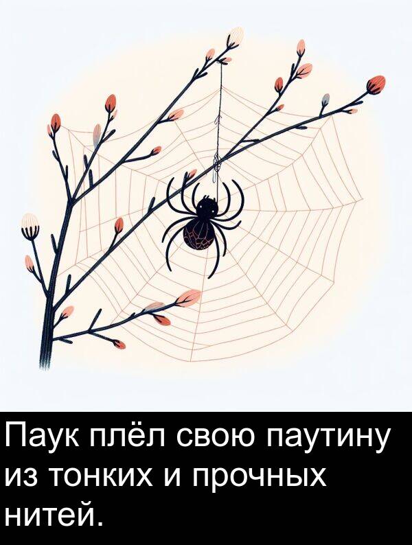плёл: Паук плёл свою паутину из тонких и прочных нитей.