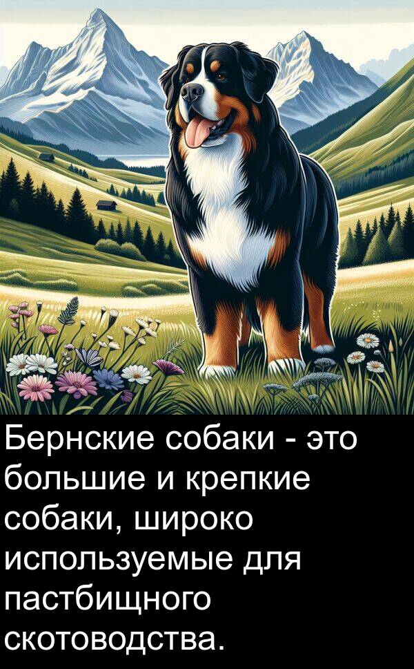 широко: Бернские собаки - это большие и крепкие собаки, широко используемые для пастбищного скотоводства.