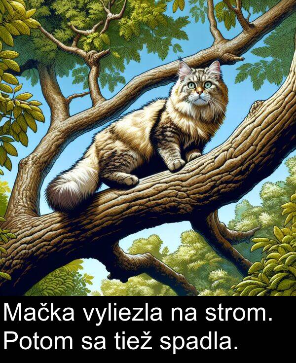 strom: Mačka vyliezla na strom. Potom sa tiež spadla.