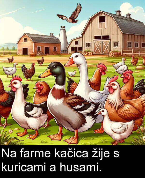 žije: Na farme kačica žije s kuricami a husami.