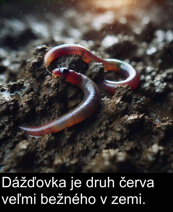 červa: Dážďovka je druh červa veľmi bežného v zemi.