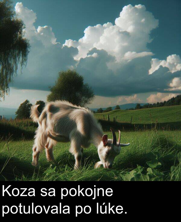 pokojne: Koza sa pokojne potulovala po lúke.