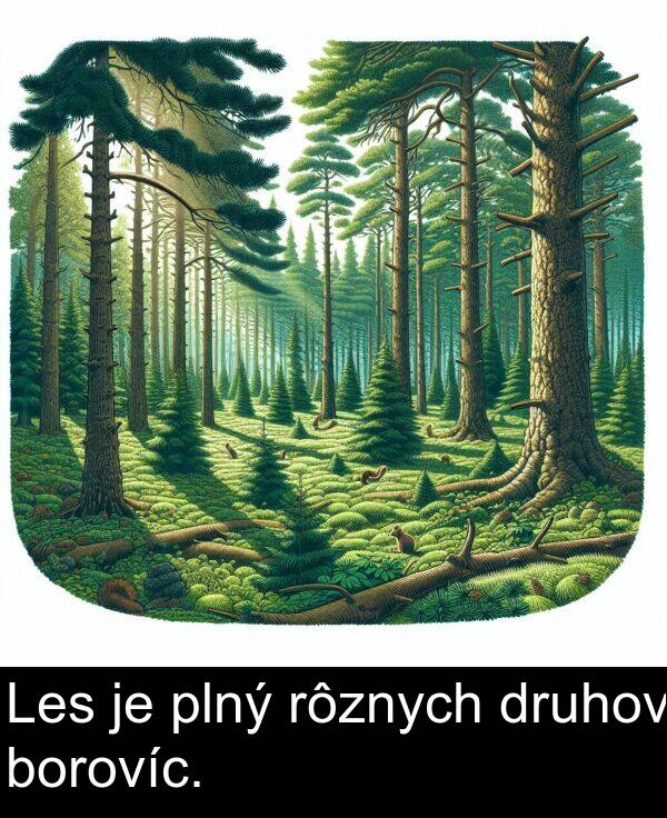 plný: Les je plný rôznych druhov borovíc.