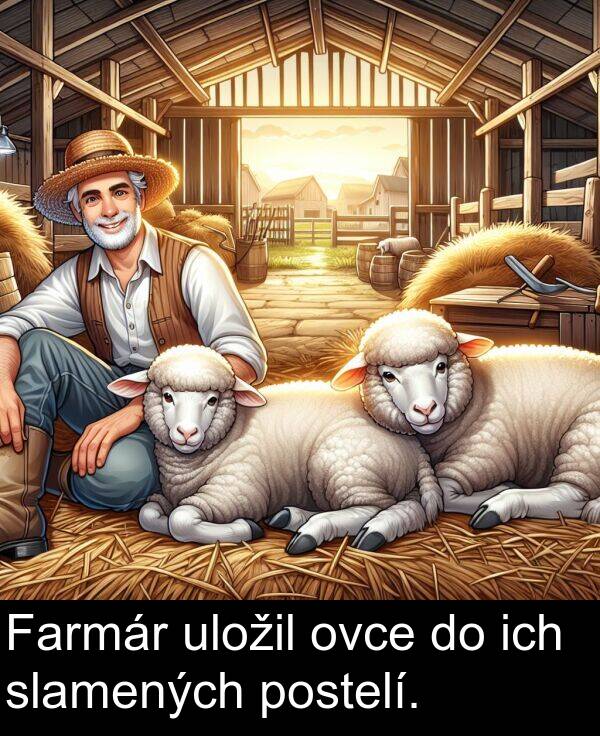 ich: Farmár uložil ovce do ich slamených postelí.