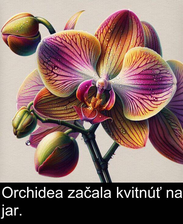 jar: Orchidea začala kvitnúť na jar.