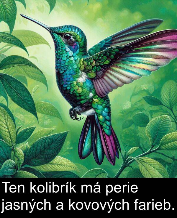 perie: Ten kolibrík má perie jasných a kovových farieb.