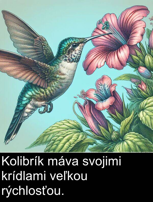 svojimi: Kolibrík máva svojimi krídlami veľkou rýchlosťou.