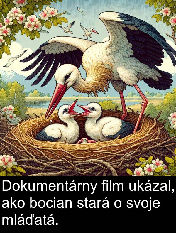 mláďatá: Dokumentárny film ukázal, ako bocian stará o svoje mláďatá.