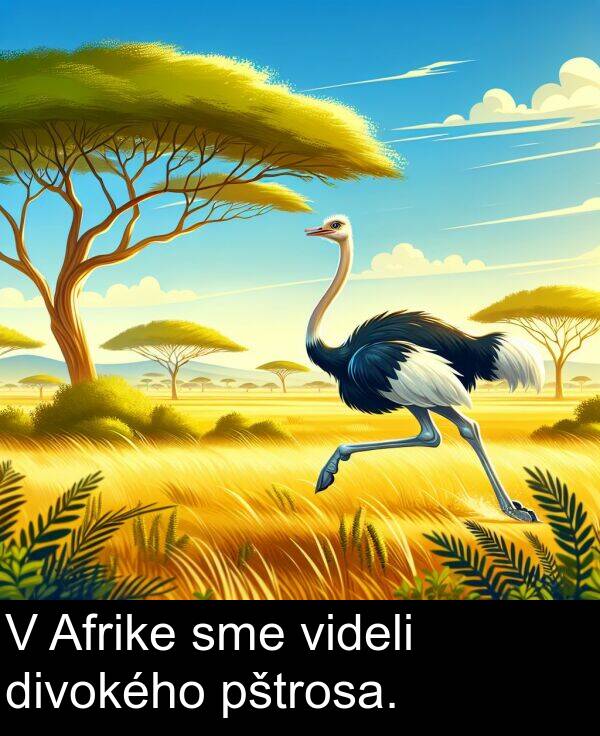 videli: V Afrike sme videli divokého pštrosa.