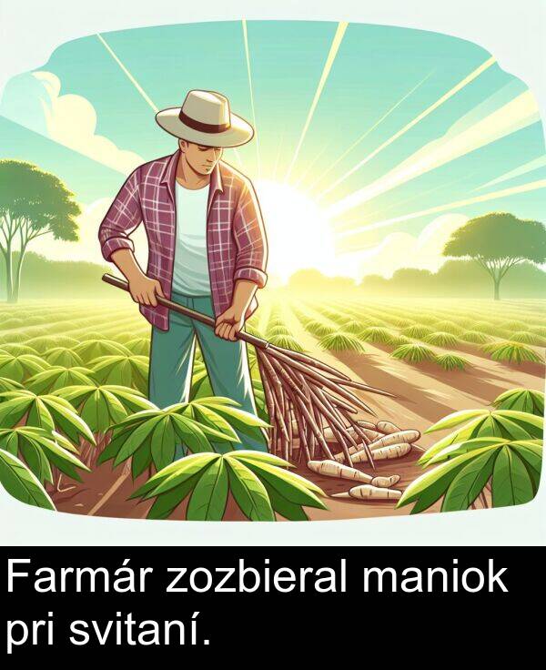 pri: Farmár zozbieral maniok pri svitaní.