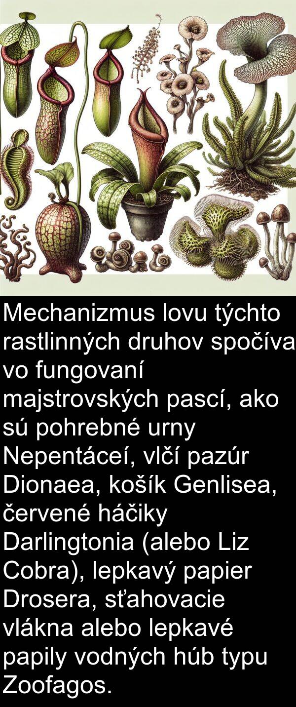 pazúr: Mechanizmus lovu týchto rastlinných druhov spočíva vo fungovaní majstrovských pascí, ako sú pohrebné urny Nepentáceí, vlčí pazúr Dionaea, košík Genlisea, červené háčiky Darlingtonia (alebo Liz Cobra), lepkavý papier Drosera, sťahovacie vlákna alebo lepkavé papily vodných húb typu Zoofagos.