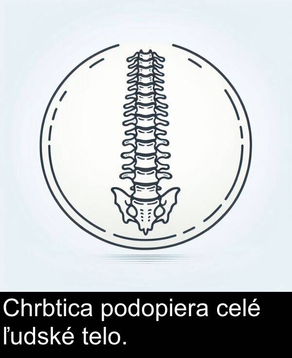 celé: Chrbtica podopiera celé ľudské telo.