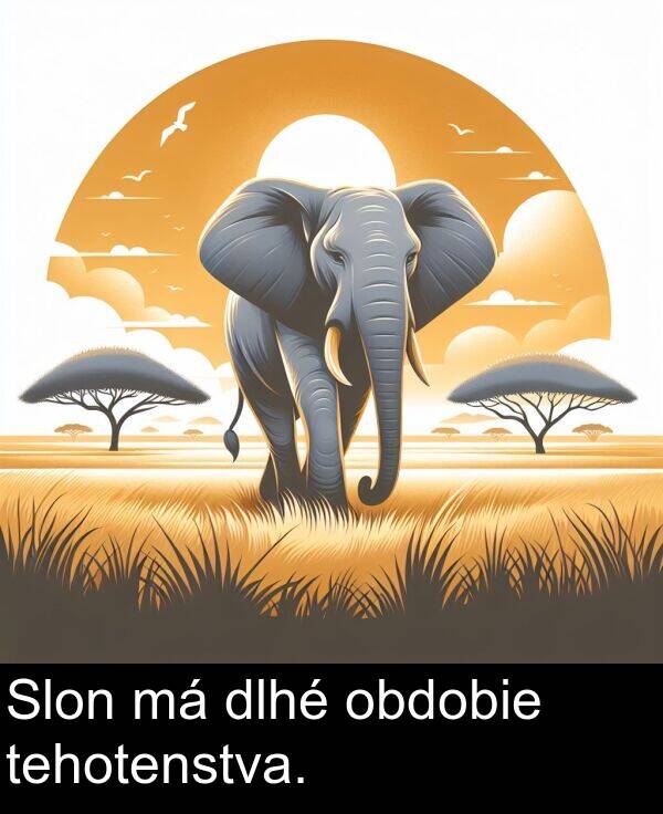 obdobie: Slon má dlhé obdobie tehotenstva.