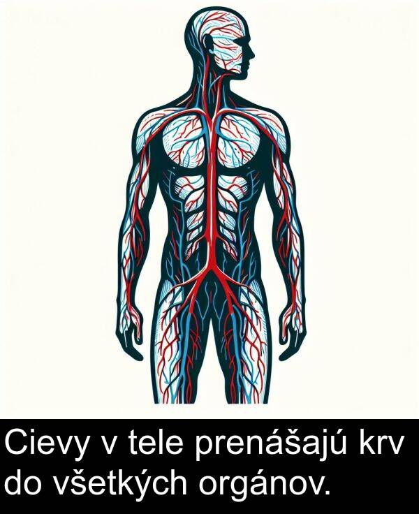 prenášajú: Cievy v tele prenášajú krv do všetkých orgánov.