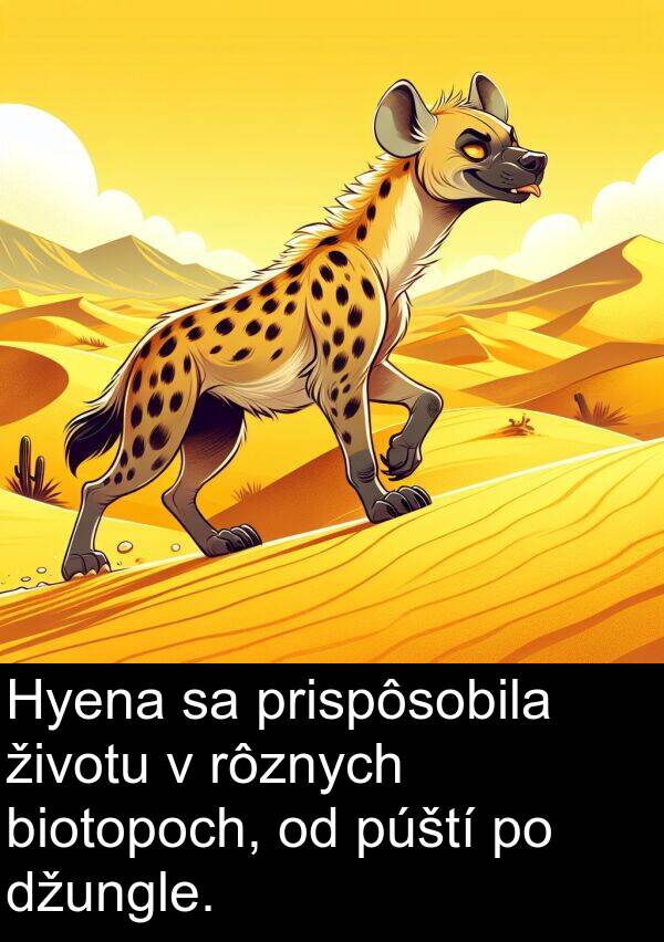 púští: Hyena sa prispôsobila životu v rôznych biotopoch, od púští po džungle.