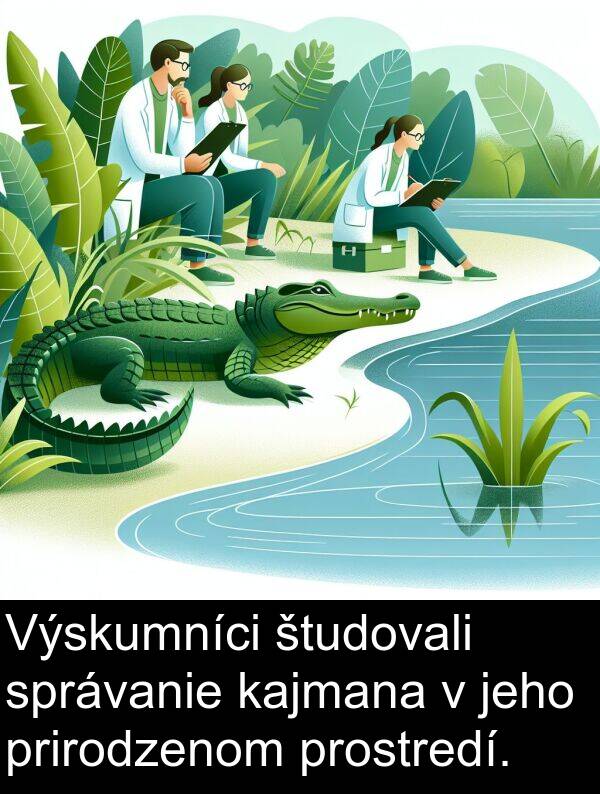 študovali: Výskumníci študovali správanie kajmana v jeho prirodzenom prostredí.