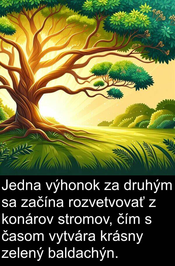 časom: Jedna výhonok za druhým sa začína rozvetvovať z konárov stromov, čím s časom vytvára krásny zelený baldachýn.