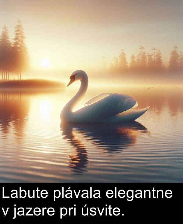 elegantne: Labute plávala elegantne v jazere pri úsvite.