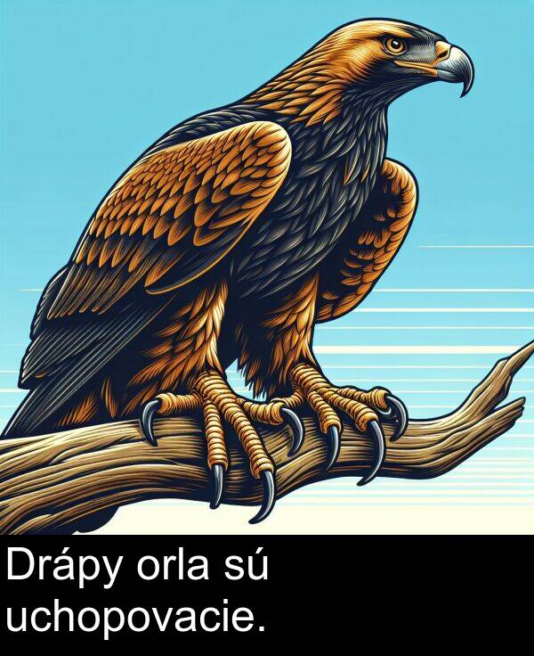 orla: Drápy orla sú uchopovacie.