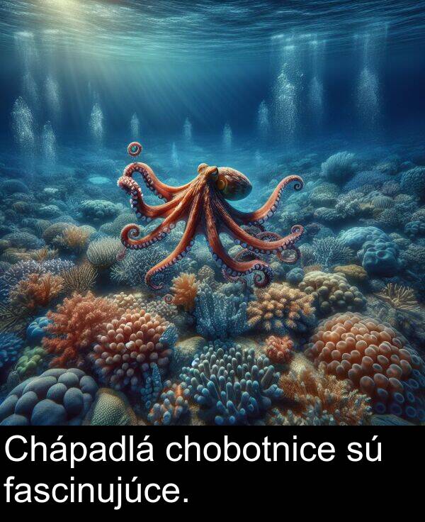 chobotnice: Chápadlá chobotnice sú fascinujúce.