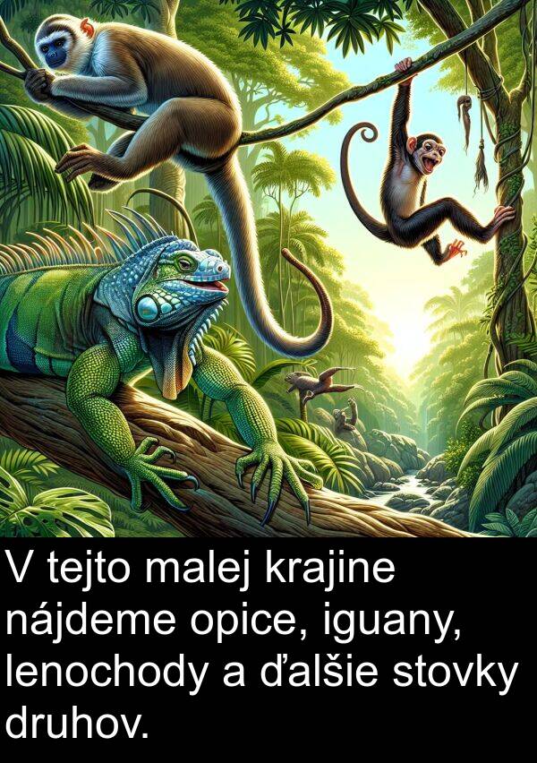 krajine: V tejto malej krajine nájdeme opice, iguany, lenochody a ďalšie stovky druhov.