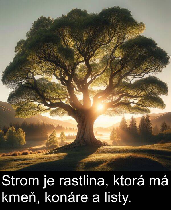 listy: Strom je rastlina, ktorá má kmeň, konáre a listy.