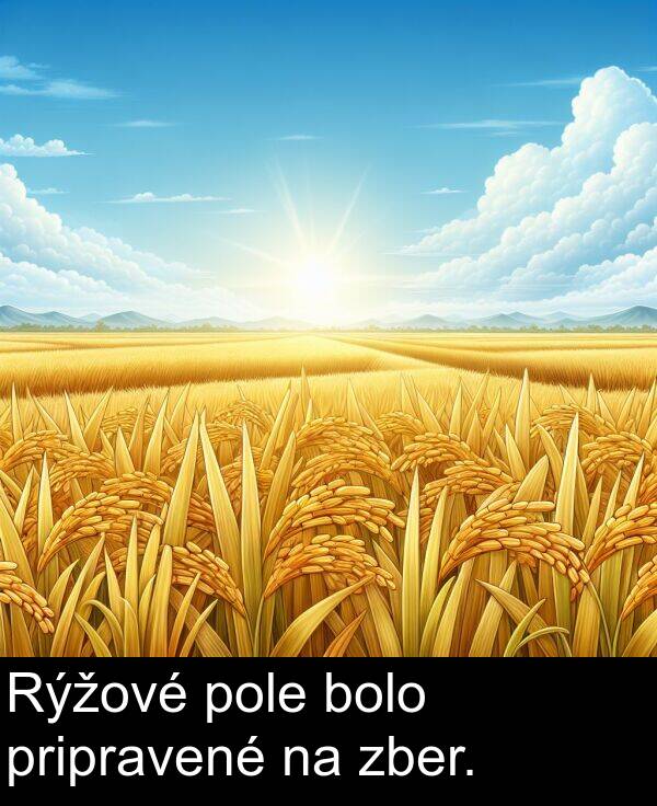 bolo: Rýžové pole bolo pripravené na zber.