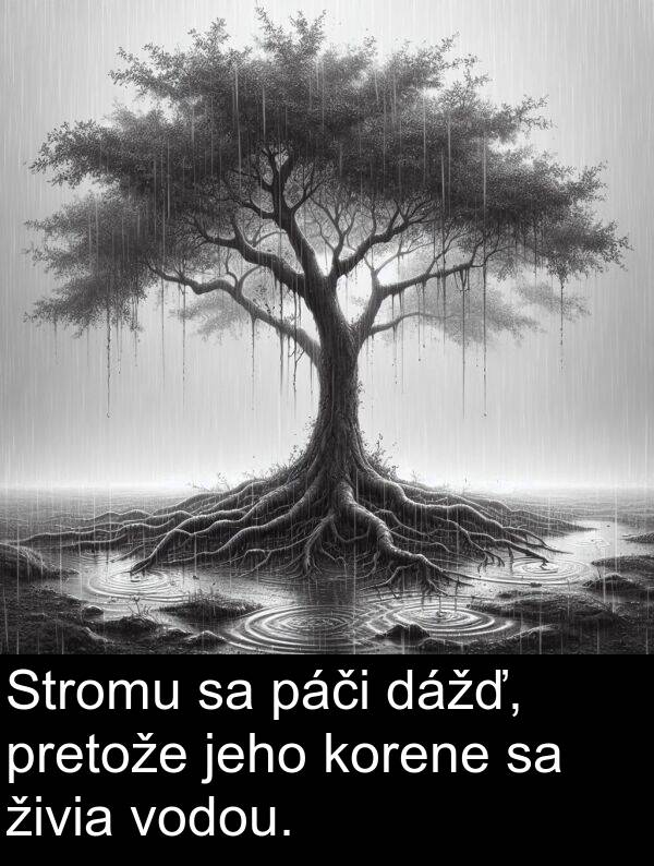 páči: Stromu sa páči dážď, pretože jeho korene sa živia vodou.