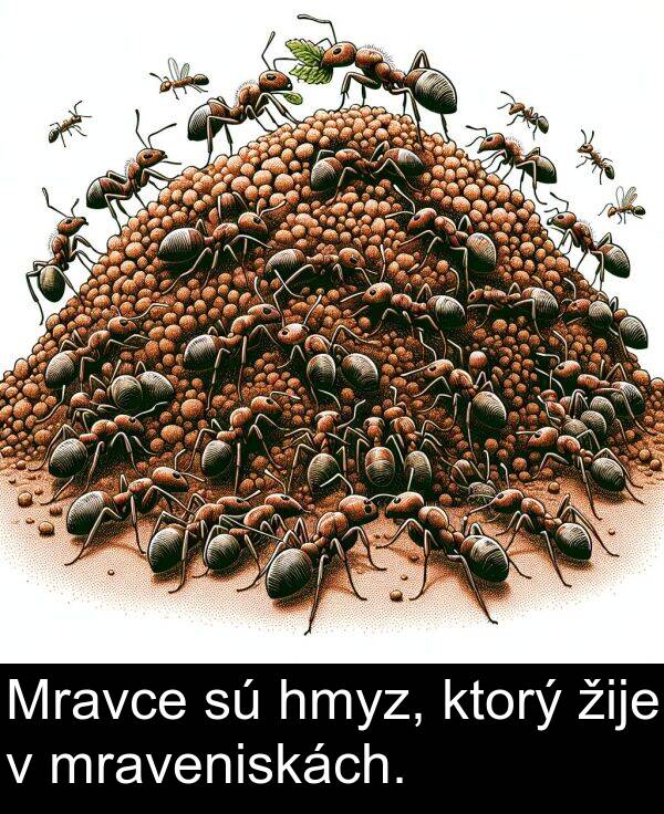 hmyz: Mravce sú hmyz, ktorý žije v mraveniskách.