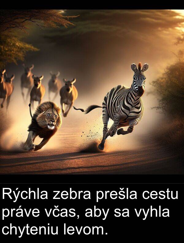 cestu: Rýchla zebra prešla cestu práve včas, aby sa vyhla chyteniu levom.