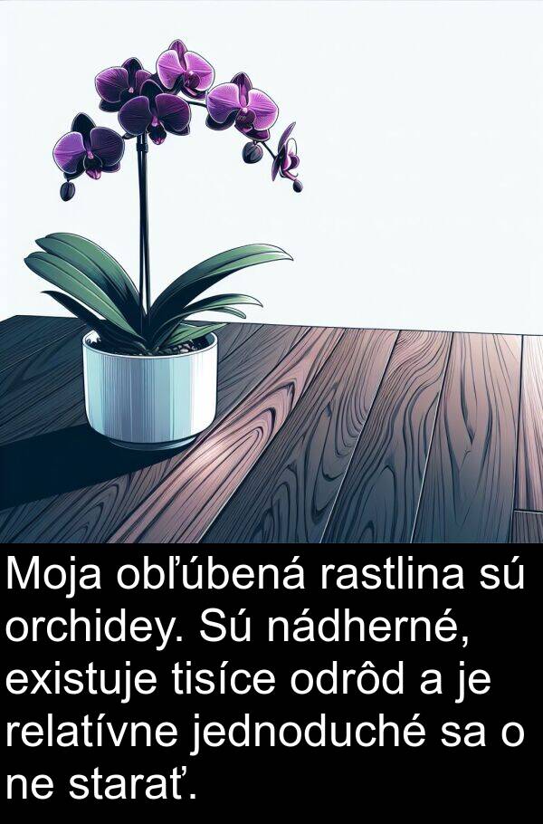 existuje: Moja obľúbená rastlina sú orchidey. Sú nádherné, existuje tisíce odrôd a je relatívne jednoduché sa o ne starať.