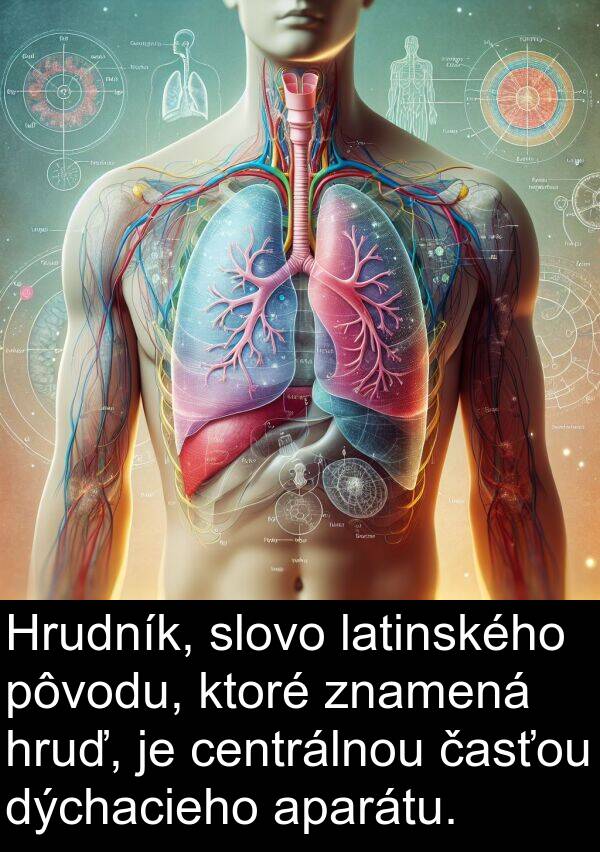 časťou: Hrudník, slovo latinského pôvodu, ktoré znamená hruď, je centrálnou časťou dýchacieho aparátu.