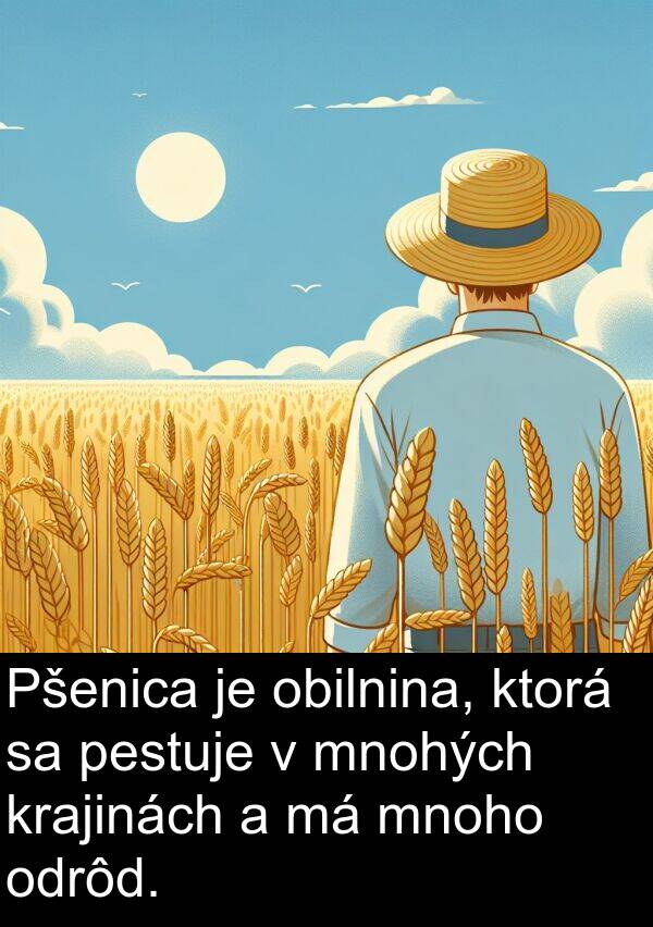 krajinách: Pšenica je obilnina, ktorá sa pestuje v mnohých krajinách a má mnoho odrôd.