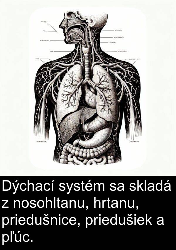 skladá: Dýchací systém sa skladá z nosohltanu, hrtanu, priedušnice, priedušiek a pľúc.