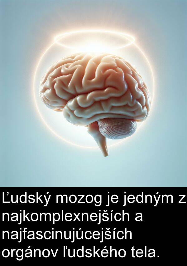 jedným: Ľudský mozog je jedným z najkomplexnejších a najfascinujúcejších orgánov ľudského tela.