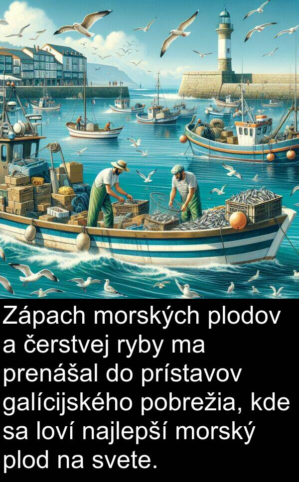 čerstvej: Zápach morských plodov a čerstvej ryby ma prenášal do prístavov galícijského pobrežia, kde sa loví najlepší morský plod na svete.