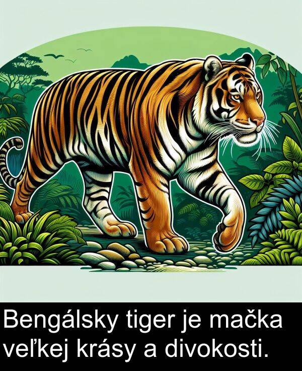 mačka: Bengálsky tiger je mačka veľkej krásy a divokosti.