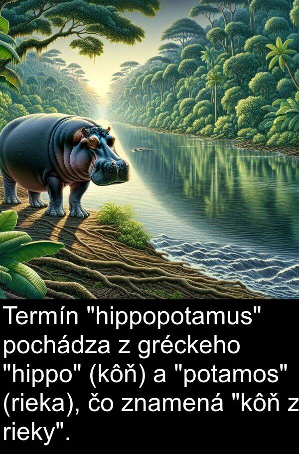 pochádza: Termín "hippopotamus" pochádza z gréckeho "hippo" (kôň) a "potamos" (rieka), čo znamená "kôň z rieky".