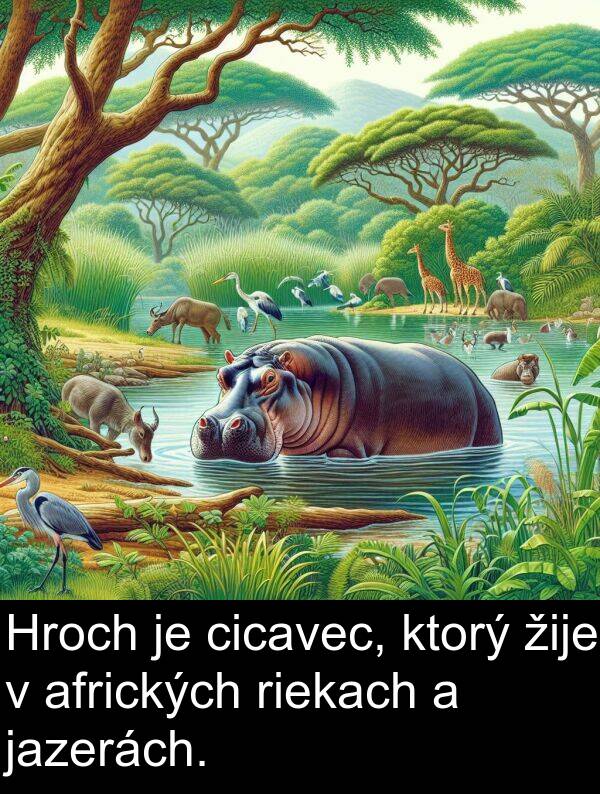 cicavec: Hroch je cicavec, ktorý žije v afrických riekach a jazerách.