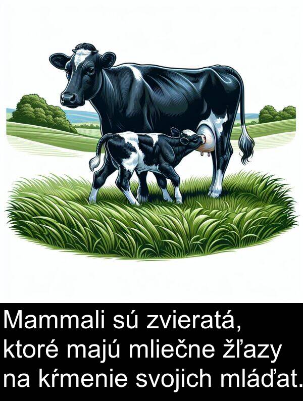 majú: Mammali sú zvieratá, ktoré majú mliečne žľazy na kŕmenie svojich mláďat.