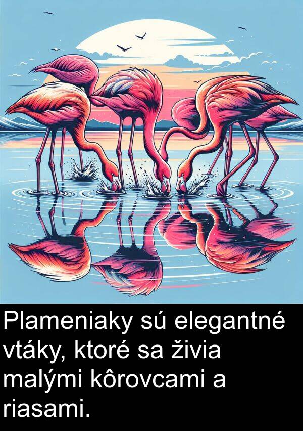 elegantné: Plameniaky sú elegantné vtáky, ktoré sa živia malými kôrovcami a riasami.