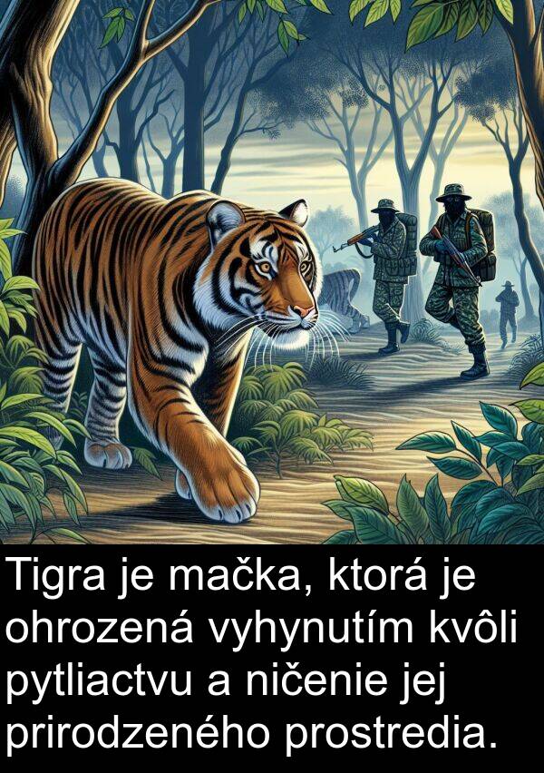 mačka: Tigra je mačka, ktorá je ohrozená vyhynutím kvôli pytliactvu a ničenie jej prirodzeného prostredia.