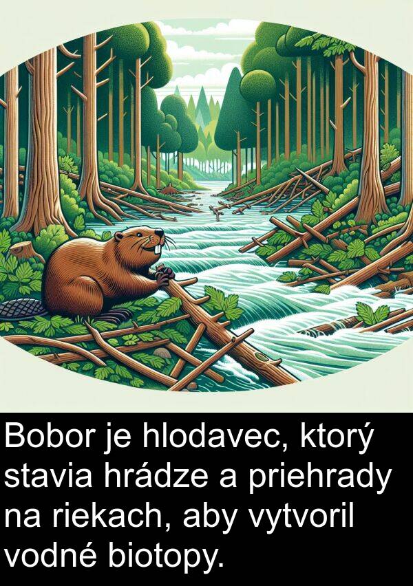 vodné: Bobor je hlodavec, ktorý stavia hrádze a priehrady na riekach, aby vytvoril vodné biotopy.