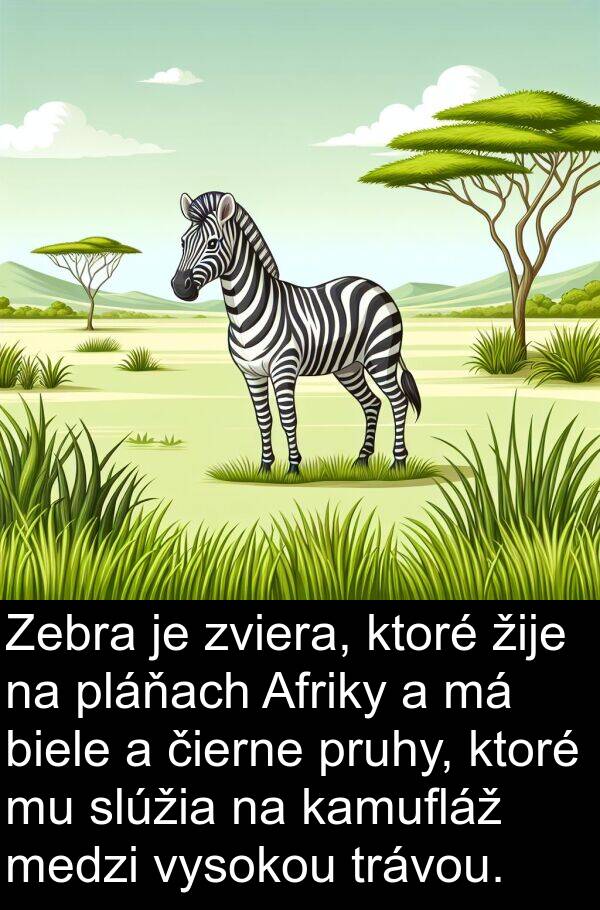 biele: Zebra je zviera, ktoré žije na pláňach Afriky a má biele a čierne pruhy, ktoré mu slúžia na kamufláž medzi vysokou trávou.