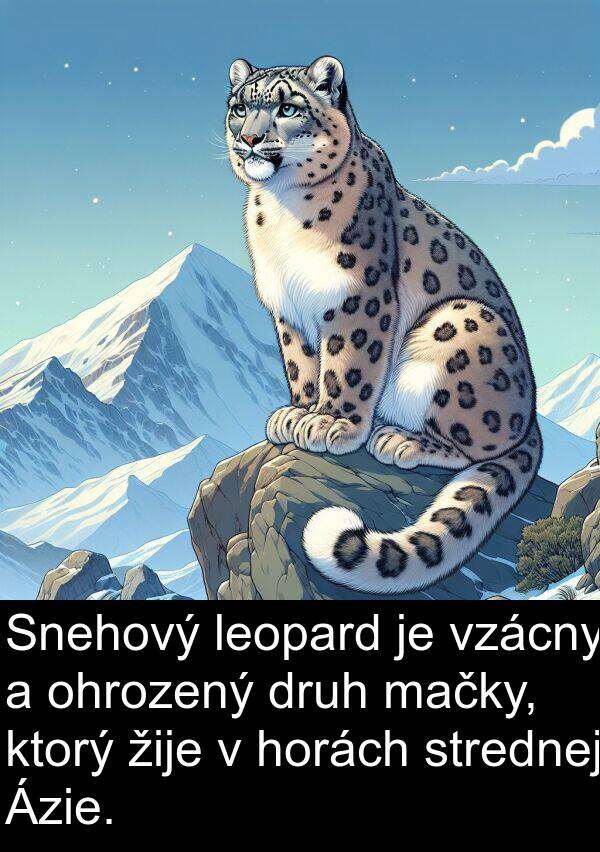 horách: Snehový leopard je vzácny a ohrozený druh mačky, ktorý žije v horách strednej Ázie.