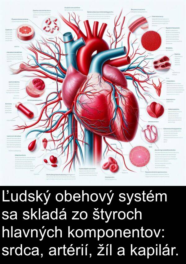 skladá: Ľudský obehový systém sa skladá zo štyroch hlavných komponentov: srdca, artérií, žíl a kapilár.